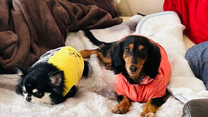 保護犬譲渡に関わる一連の努めひと段落w〜ラムがやって来てひと月が過ぎたなああU^ェ^U