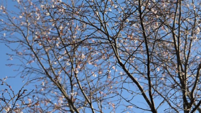 我が家の風物詩～10月桜とロウヤガキ～