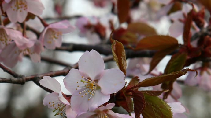 北海道の桜5-3