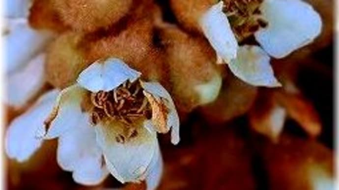 枇杷の花