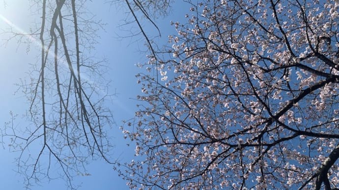 今日の桜🌸