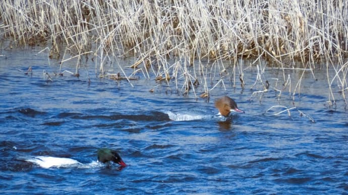 ●雪の後 犀川の水鳥(2) カワアイサのカップル
