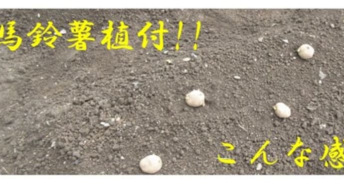 菜園日誌@馬鈴薯〈デジマ・ニシユタカ〉(*'▽')!!ジャガイモやっと植えました!(^^)!