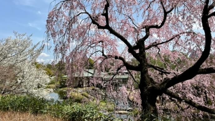 白鳥庭園の桜と他のお花も