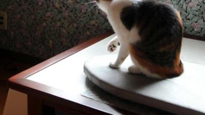 ネコあるある、あるあるっ!