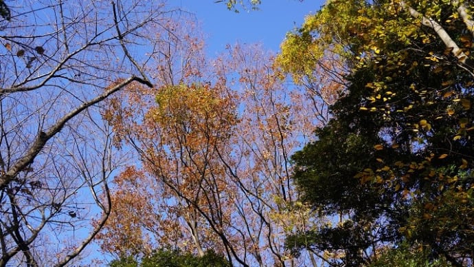都心の郊外は、錦繍(きんしゅう)の時節、心のふるさとの中を散策すれば・・。