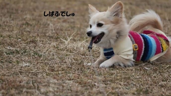 「ドッグラン」を満喫