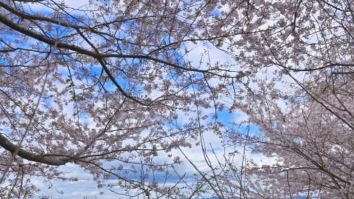 見ごろな桜、其の十三