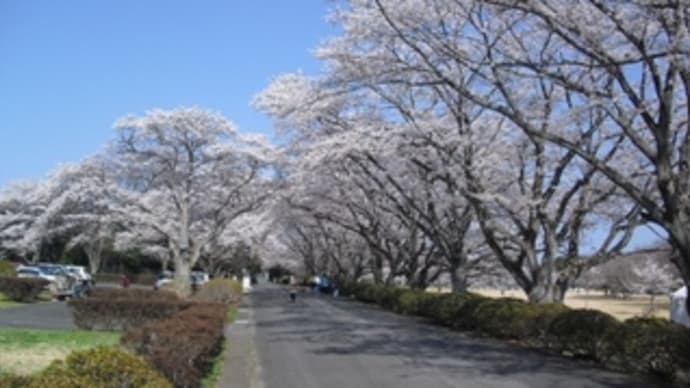 満開の桜とパラボナアンテナ