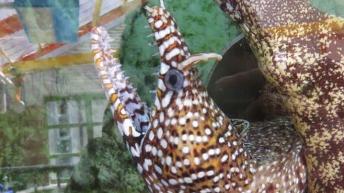 【水族館めぐり24】 虎鱓
