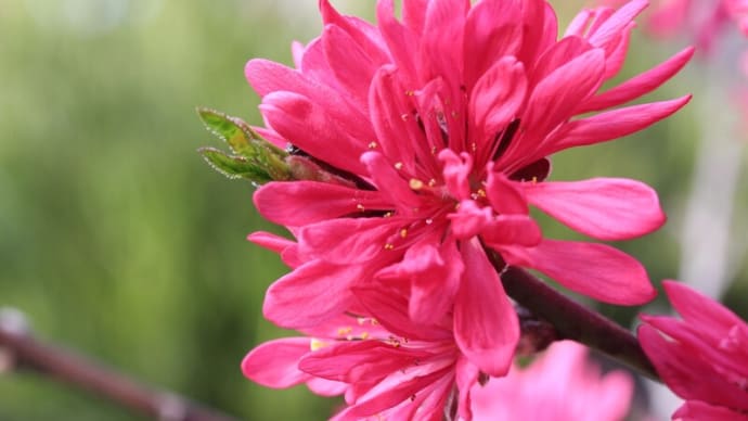 キクモモ(菊桃)