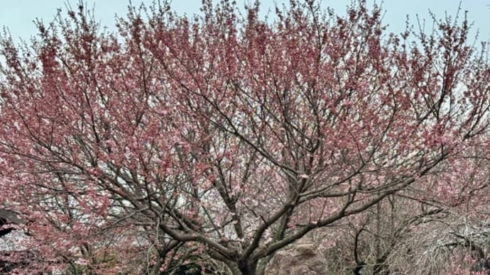 早咲きの桜は駆け足で