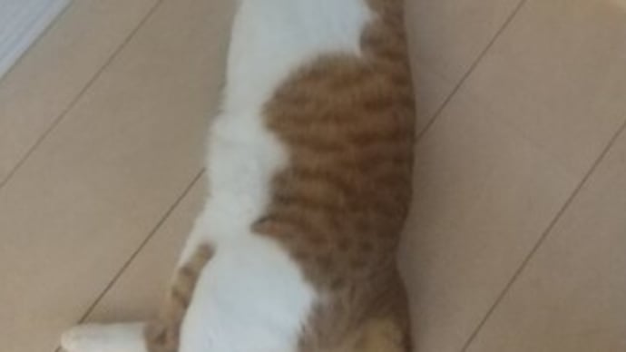 とにかく、ゴー・アヘッド!という事さ!