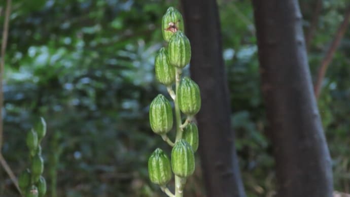 北の国の植物園を覗き見