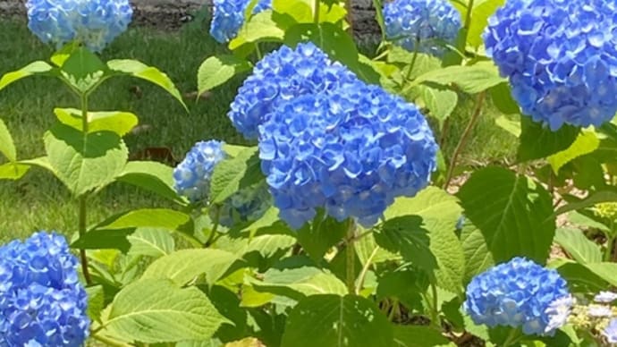 紫陽花　薔薇　蕎麦猪口　　大阪日本民藝館