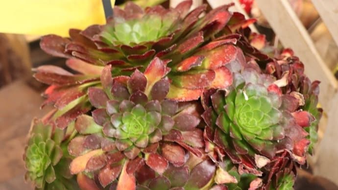 多肉植物 センポニウム・シエナを枯らしてしまいました…(@_@。