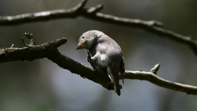 頭を掻く野鳥たち コサメビタキ