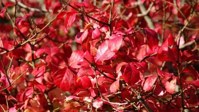 陽気に誘われ芦城公園へ