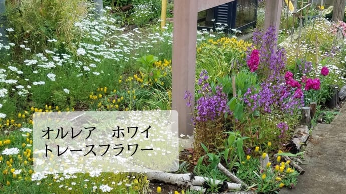 ホワイトレースが咲きました　オルレアを育てる