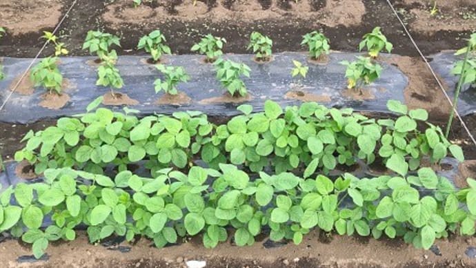 今月のテンプレート（Ｎｏ２４）枝豆の成長