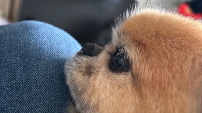 愛犬様は?なんでっしゃろ