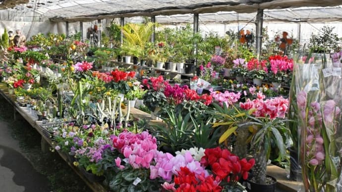 「何時もの花屋さん」にて(2の2)