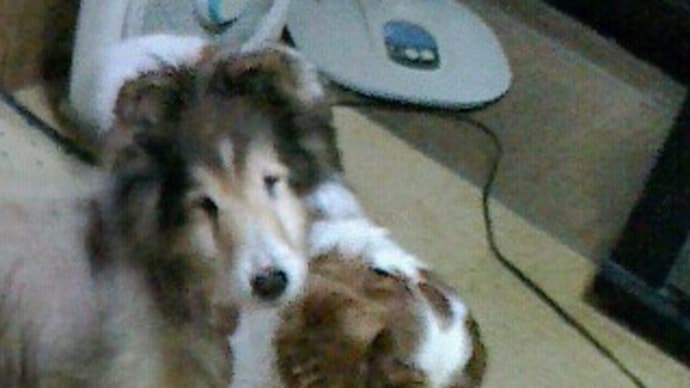 愛犬ボスさん お空へ行った