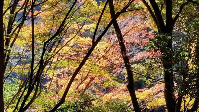 福田和代著「梟の胎動」