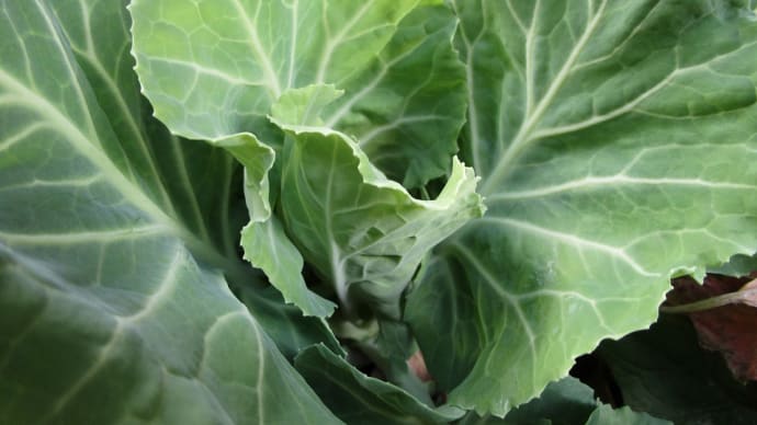自宅野菜と果樹