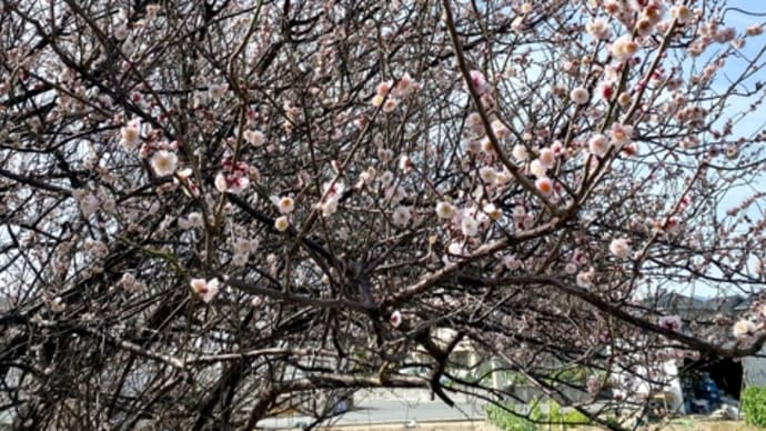 畑の梅や白菜や水菜の花と、庭のミツマタ。