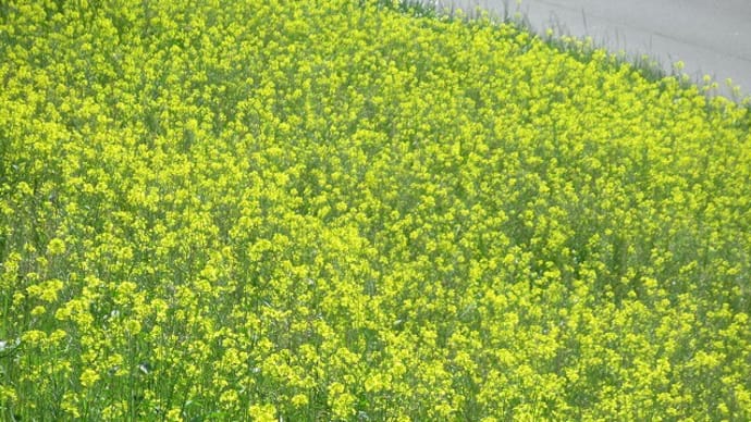 淀川~なにわ自転車道