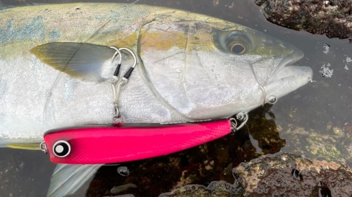 釣果写真