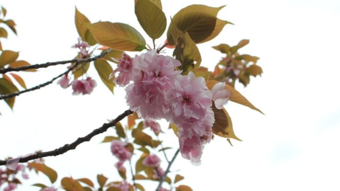 八重桜🌸　種松山