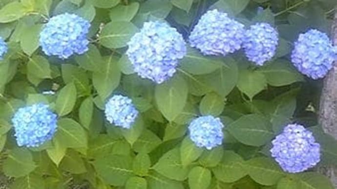 横浜市に中学校給食の実施を!