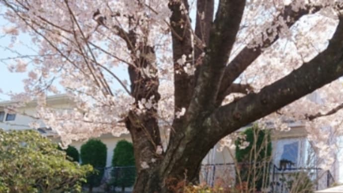 れんちゃんと桜&映画のはなし