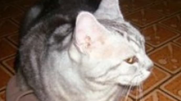 兄猫の過去画像