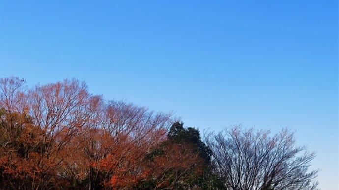 今日の柿の木レストラン