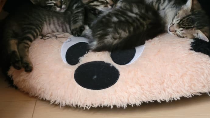 毛玉のかたまり🐈️