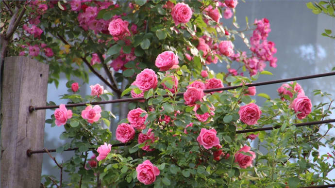 *m's* つる薔薇の庭2019*レオナルド・ダ・ヴィンチが期待以上の活躍でした！
