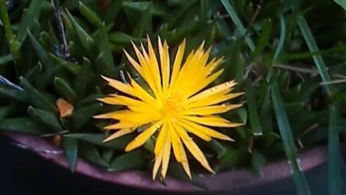 September I'll remember ー 庭の花 ー  サンジソウ 照波