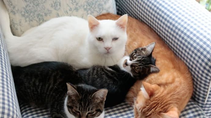 ちょっと寒い日の猫たち