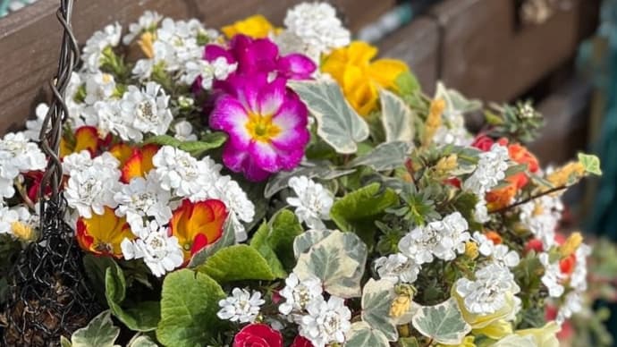 ギャザリング寄せ植え*初めてでもできた*丸くて可愛いハンギングに手直し