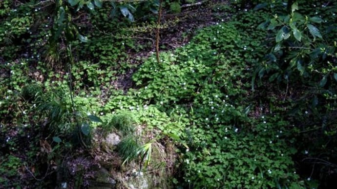 南関東 里山 春の花