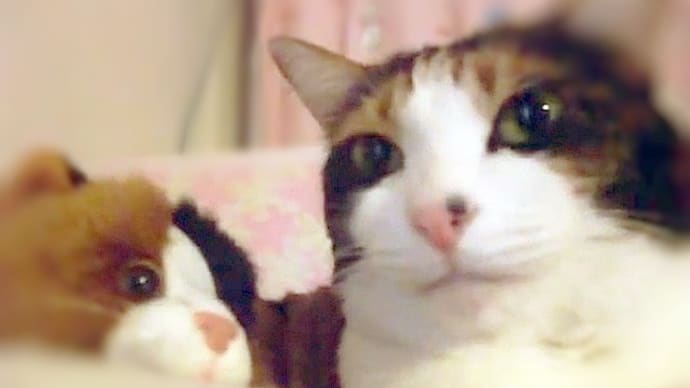 ユッケちゃんとお友達 (=^^=)