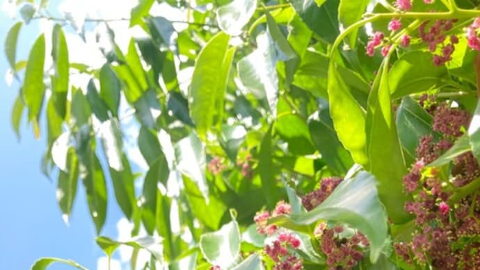 川崎市宮前区の個人邸のナナミノキの開花。