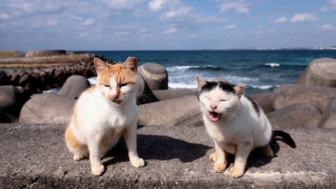 沖縄県の猫たち 2025年1月 その30