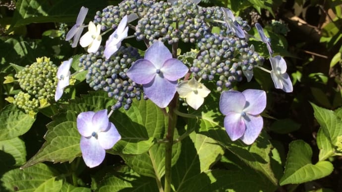 May. 紫陽花