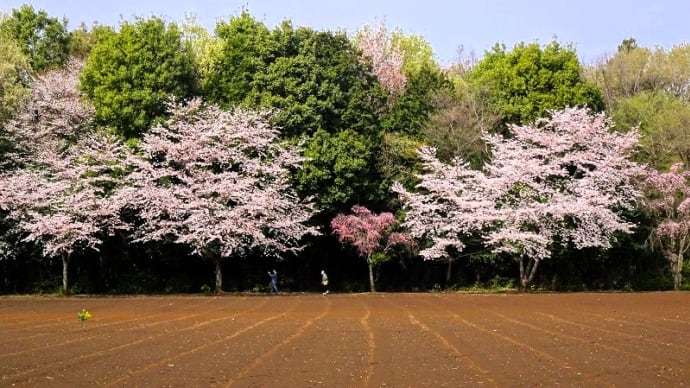 きょうは花の日