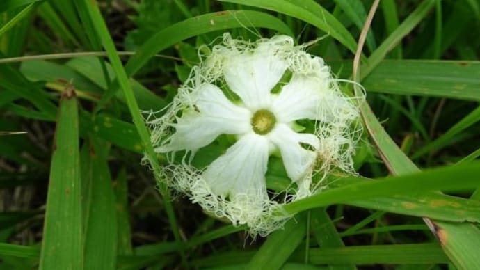 Trichosanthes cucumeroide