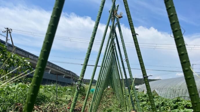 トマトの撤収